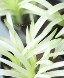 ���ե�֥�󡦥�ꥪ�ڡ��إ����ܥΡ١�