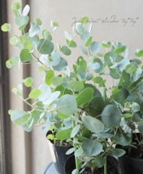 �ϡ��ȥ꡼�ա��桼���ꡡ�إ���ӥե��ꥢ�� �إ����ӥե��ꥢ��