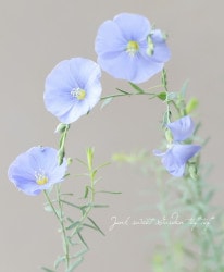 ɺޡʥ إץȥϡ֥եå