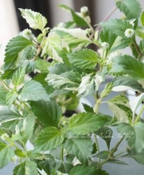 �������åԥ����������ȥᥭ������ϡ��� �إե�åץե��åס�