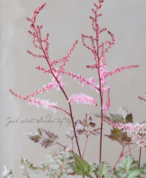 アスチルベ デルフトレース すべての商品 Junk Sweet Garden Tef Tef