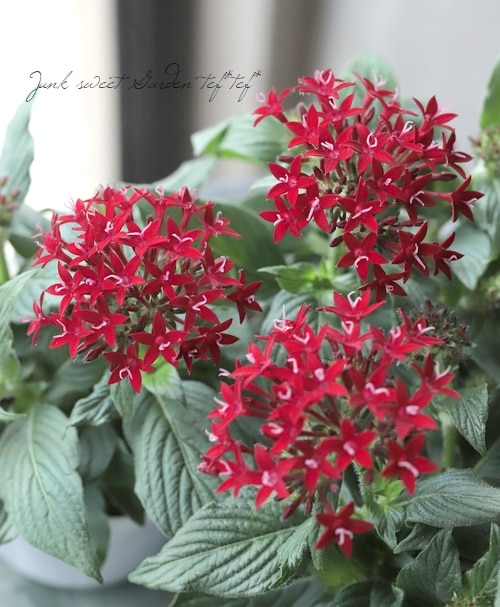 ペンタス・ラッキースター 『ダークレッド』 | すべての商品