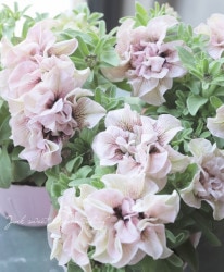 ڷव󥪥ꥸʥ ڥ˥ƥѡƥ إեʡ