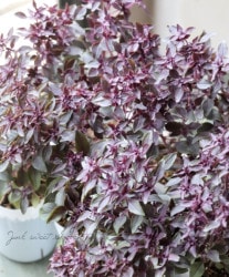 ڲڱ Х롡إѡץܡ 