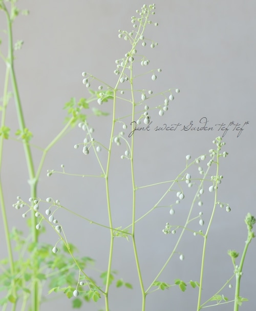 タリクトラム デラバイ アルバム すべての商品 Junk Sweet Garden Tef Tef