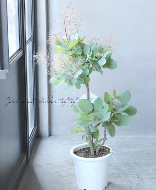 スモークツリー 『オールドファッション』 【16】2022 | すべての商品