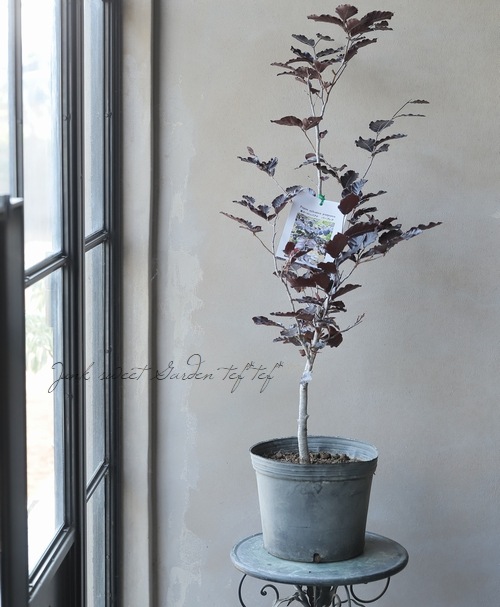 雅で華やかなアメジストパープル!ヨーロッパをリスペクトした聖母や盾の芸術品!DOLCE&GABBANA ドルチェ＆ガッバーナ 総柄デザイン パーカー