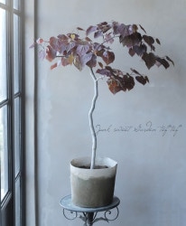 ����ꥫ�ϥʥ�����  �إ�ӡ��ե����륺��