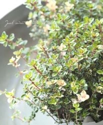 �ڥϡ��֡ۡإե��å����꡼������١��饤�॰�꡼��