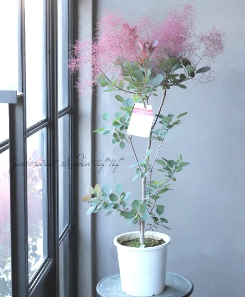 スモークツリー 『ルビーファー』 【48】2022 | すべての商品 | | Junk