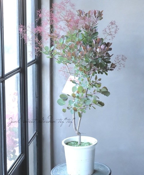 スモークツリー 『バイオレットフィズ』 【53】2022 | すべての商品