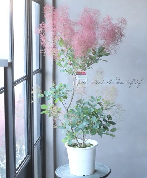 『そらのママ』　スモークツリー 　レッド 鉢植え スモークツリー | MIZUIRO