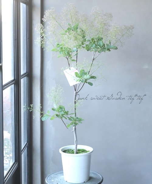 スモークツリー 『ピンクファー』 【36】2022 | すべての商品 | | Junk