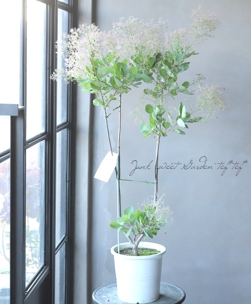 スモークツリー ピンクファー 38 22 すべての商品 Junk Sweet Garden Tef Tef スモークツリー ピンクファー 38 22 すべての商品 Junk Sweet Garden Tef Tef