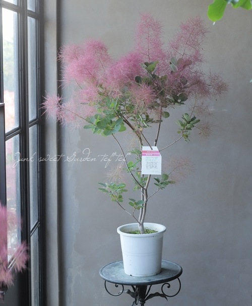 スモークツリー 『ルビーファー』 【56】2022 | すべての商品 | | Junk