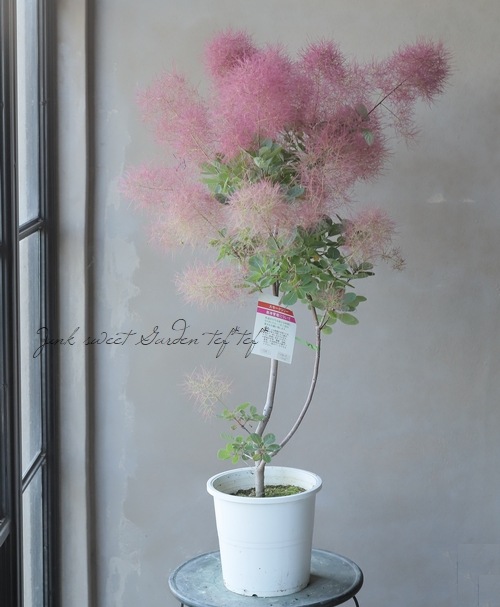 スモークツリー 『バイオレットフィズ』 【74】2022 | すべての商品