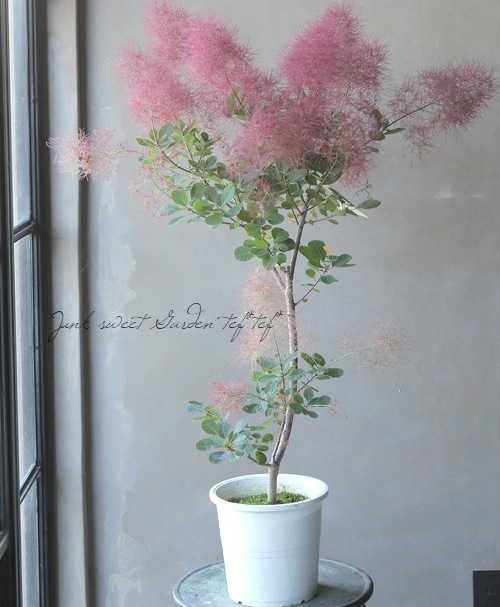 スモークツリー 『バイオレットフィズ』 【84】2022 | すべての商品