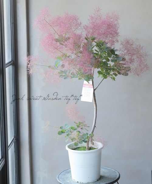 スモークツリー 『パープルファー』 【92】2022 | すべての商品