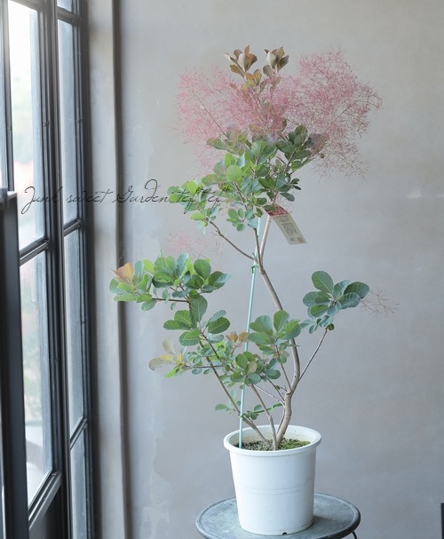 スモークツリー 『パープルファー』 【98】2022 | すべての商品