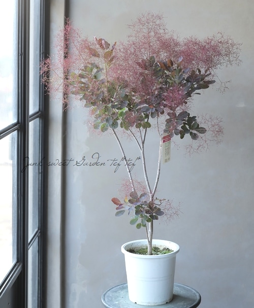 スモークツリー 『ベルベットクローク』 【105】2022 | すべての商品