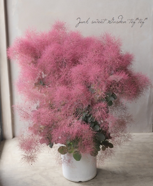 スモークツリー 『ディープパープル』 【108】2022 | すべての