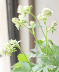 ȥ㡡إڡԥ󥯥ϥ֥åȡ