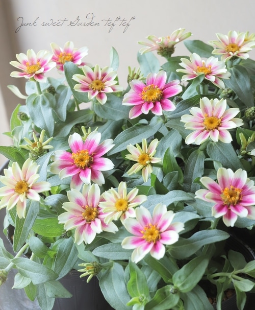 ジニア・プロフュージョン 『チェリーバイカラー』 | すべての商品