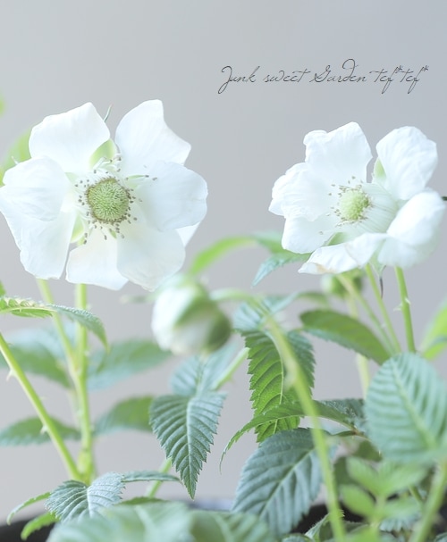 ゴ*太様 【レア薔薇】【ラベル付】【正規品】イチゴイチエ 一期一会 ゴ