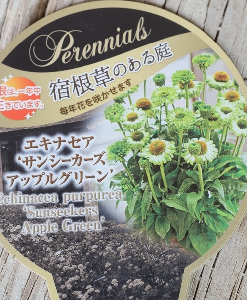 宿根エキナセア・サンシーカーズ 『アップルグリーン』 セミダブル