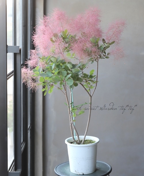 スモークツリー スモークツリー 『バイオレットフィズ』 【109】2022 | すべての商品