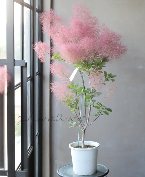 ☆ちる☆　スモークツリーふわふわ完売！ スモークツリー 『パープルファー』 【125】2022 | すべての商品