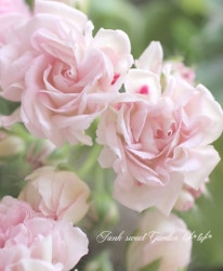 ゼラニウム　15ml Flower Species,ゼラニウム | Junk sweet Garden tef*tef*