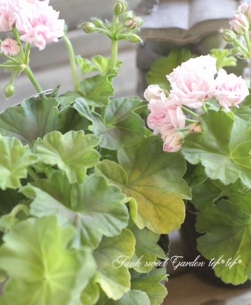 バラ咲きゼラニウム 『ミルフィーユ・ローズ』 | すべての商品