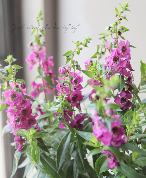 アンゲロニア セレナ ローズ すべての商品 Junk Sweet Garden Tef Tef