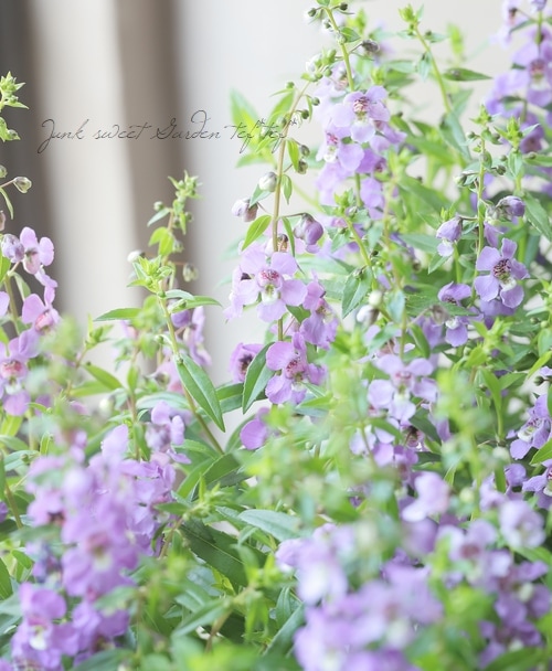 アンゲロニア セレナ ブルー すべての商品 Junk Sweet Garden Tef Tef