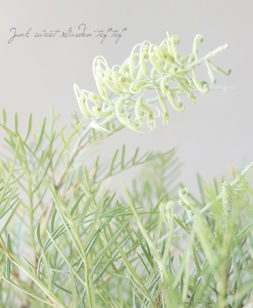 グレビレア 『アイボリーホイップ』 オーストラリアンプランツ