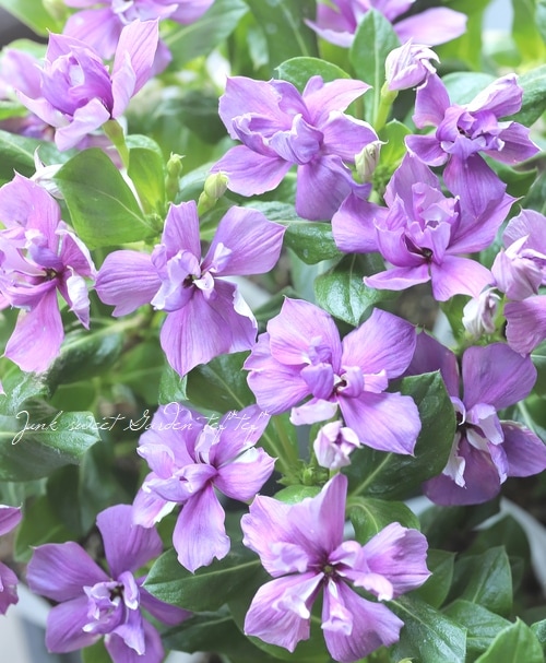 北島園芸オリジナル】 八重咲きニチニチソウ・ミラシリーズ 『アクア