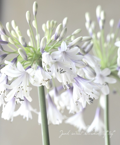 アガパンサス 『ファイヤーワークス』 小型のコンパクト品種