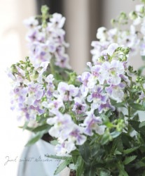 إ󥲥˥˥ӥå  إХåȥХ顼