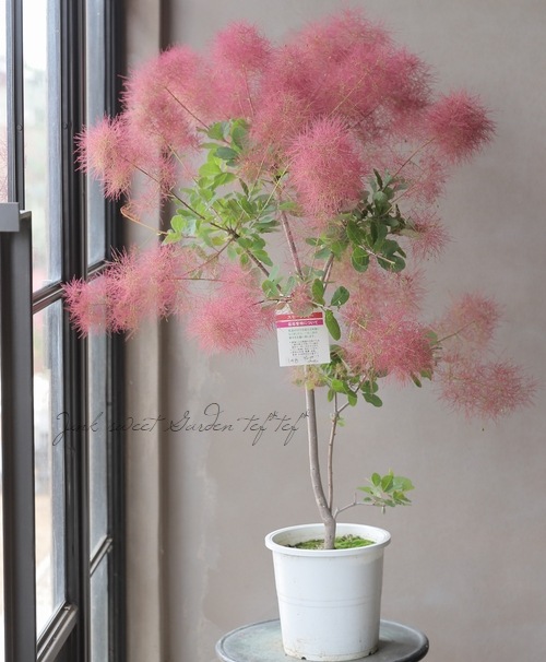 スモークツリー 『ディープパープル』 【148】 2022 | すべての商品