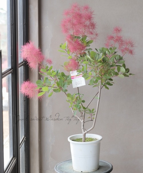 スモークツリー 『ディープパープル』 【150】 2022 | すべての商品