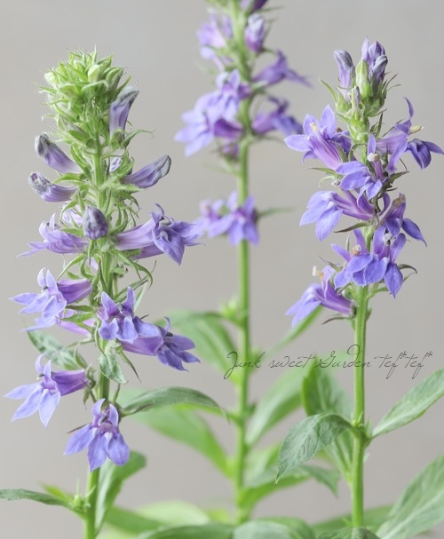 ロベリア シフィリティカ ブルー すべての商品 Junk Sweet Garden Tef Tef