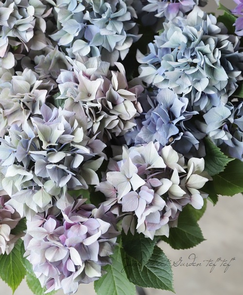 菜花ページ 秋色紫陽花品種 『パープルスプレンダー』 【秋色～花後