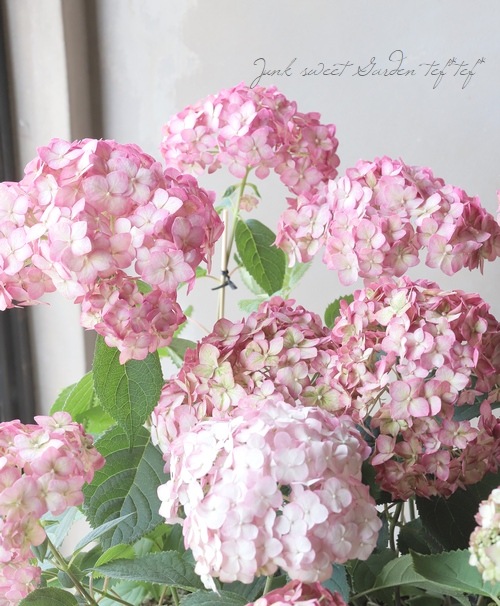 紫陽花アナベル ルビーのアナベル すべての商品 Junk Sweet Garden Tef Tef