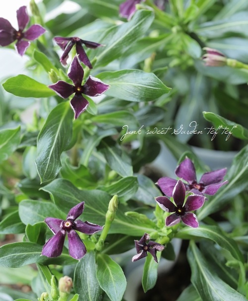 北島園芸オリジナル】ニチニチソウ 『リトルプティモネアンティーク