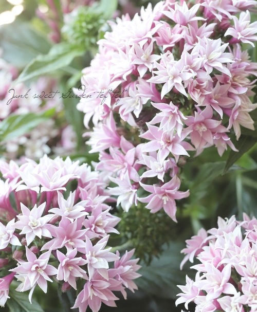 ペンタス 八重咲きライカ 『ライラック』 | すべての商品 | | Junk