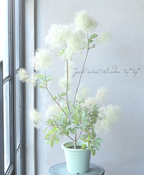 sold out フライングボール 約20センチ　スモークツリー　Ｌ　大きめ sold out フライングボール 約20センチ スモークツリー L 大きめ sold