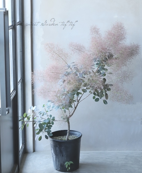 銅葉スモークツリー・小型品種 『ルブリフォリウス』 【164】 | すべて