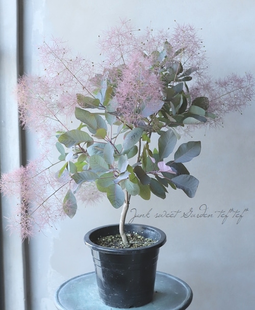 銅葉スモークツリー グレイス グレース 169 22 Leaf Species スモークツリー Junk Sweet Garden Tef Tef