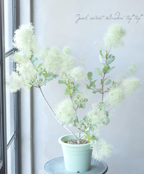 スモークツリー 『ピンクパール』 『グリーンボール』 【171】 2022